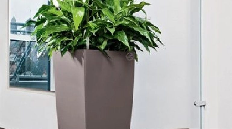 3 Reasons to Consider Leasing Indoor Plants in Miami for the Office