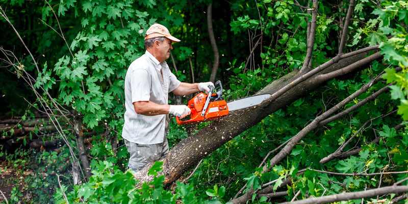 Keep Your Trees And Lawn Healthy By Hiring A Tree Service In Salinas CA