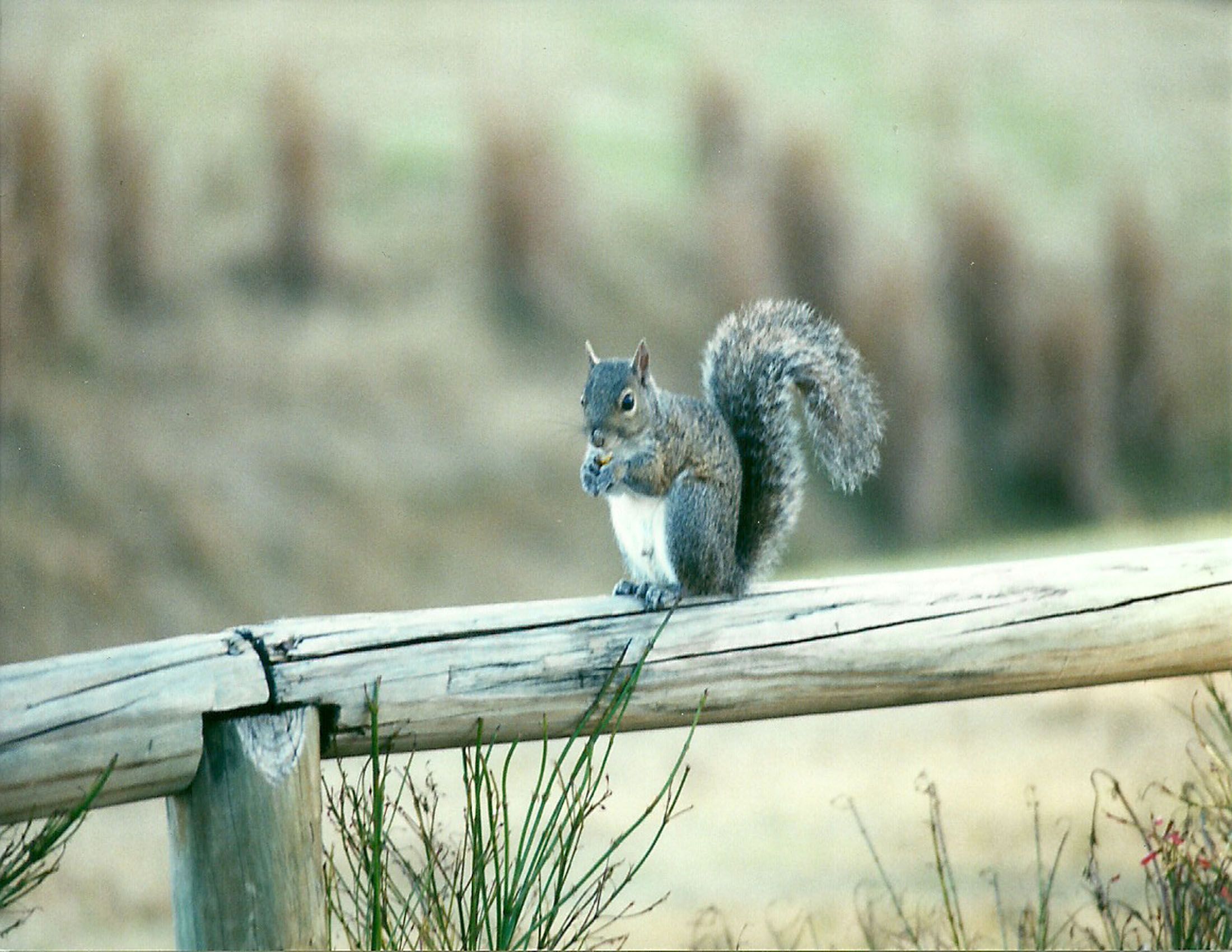 If You Need Squirrel Removal in Wildwood, MO, You Can Trust the Right Pest Control Company with the Job