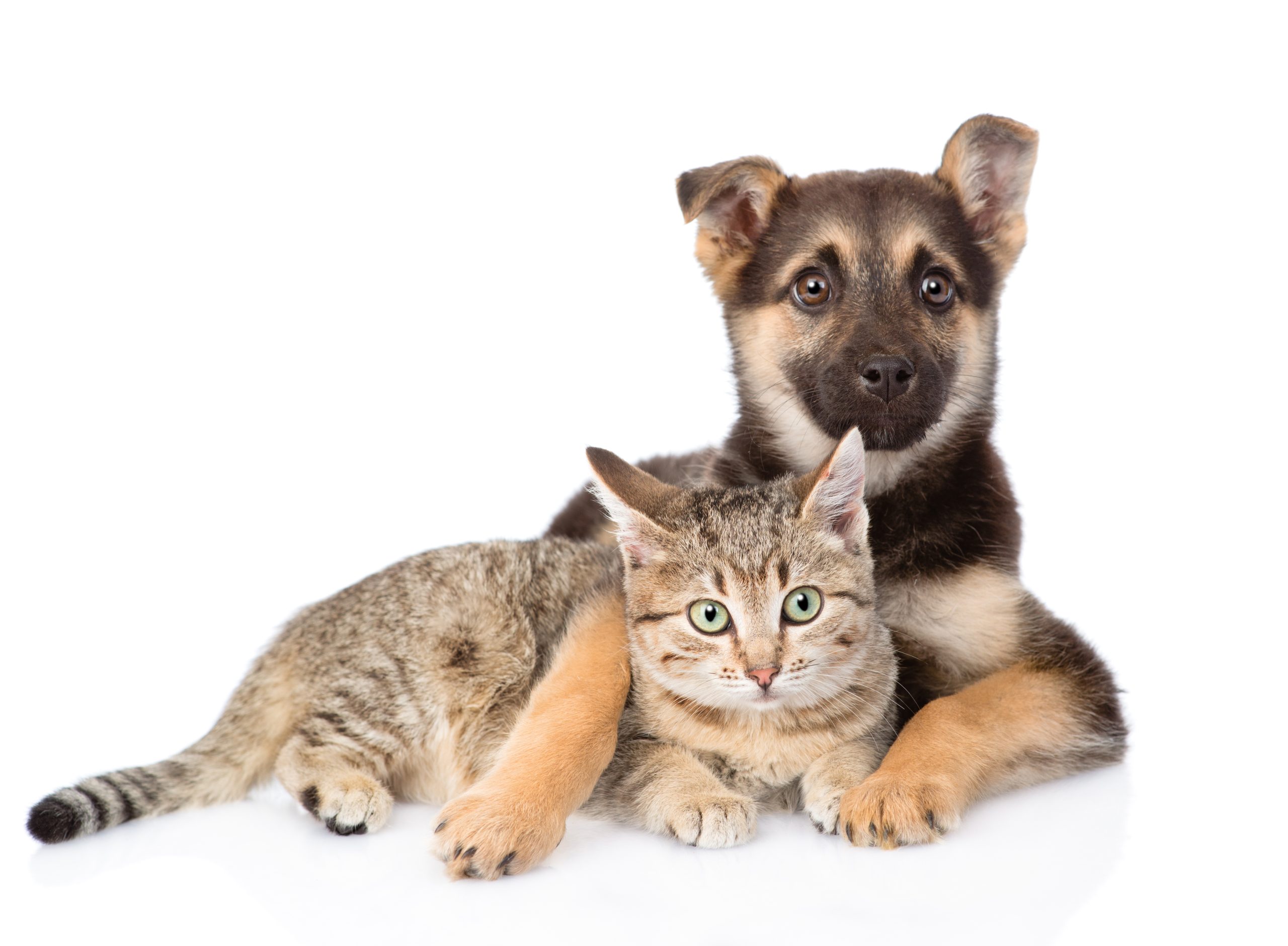 How a Cat Veterinarian in Chambersburg Borough PA, Can Help Maintain Your Feline’s Health