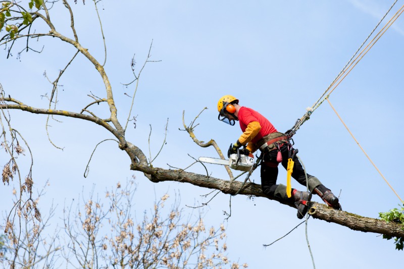 Make Your Yard Look Lovely With These 4 Landscaping Tips: Debris Removal in Ponte Vedra