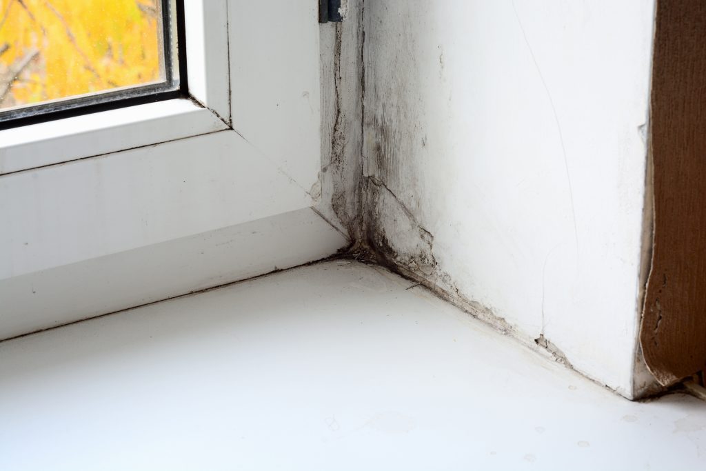 How Mold Remediation Services Temecula CA Can Restore Your Home Safely and Efficiently