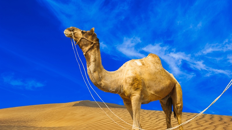 Unveil the Wonders of the Moroccan Sahara Through an Immersive Desert Tour in Marrakech