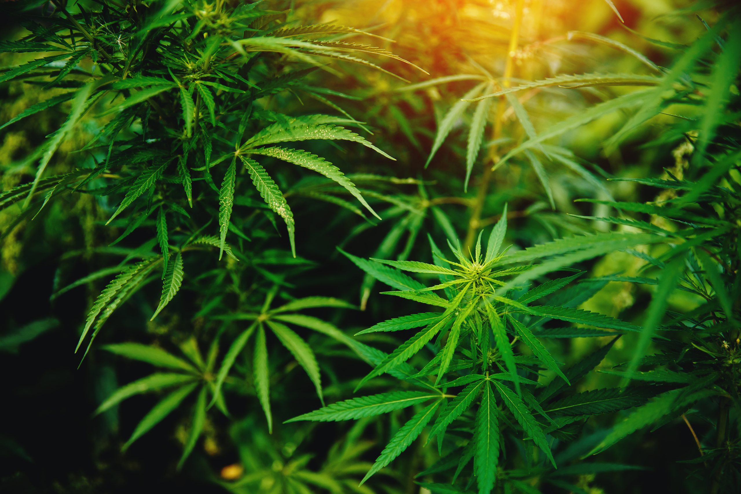 Learning the Advantages of THCA in Clarksville, Tennessee