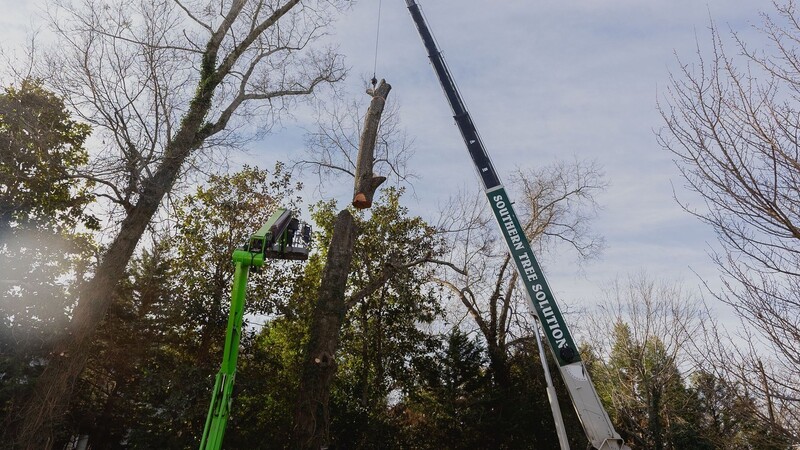 Ultimate Guide to Tree Trimming and Pruning in Senoia, GA