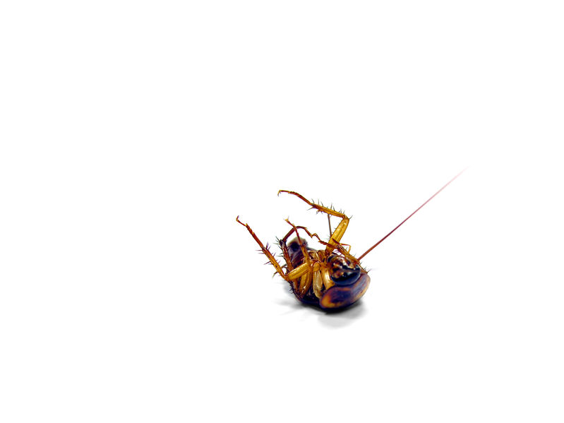 The Growing Issue of Bed Bug Treatment in Chicago, IL