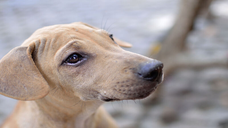 Your Pet’s Health Journey Begins at a Veterinary Hospital in Vandalia, OH