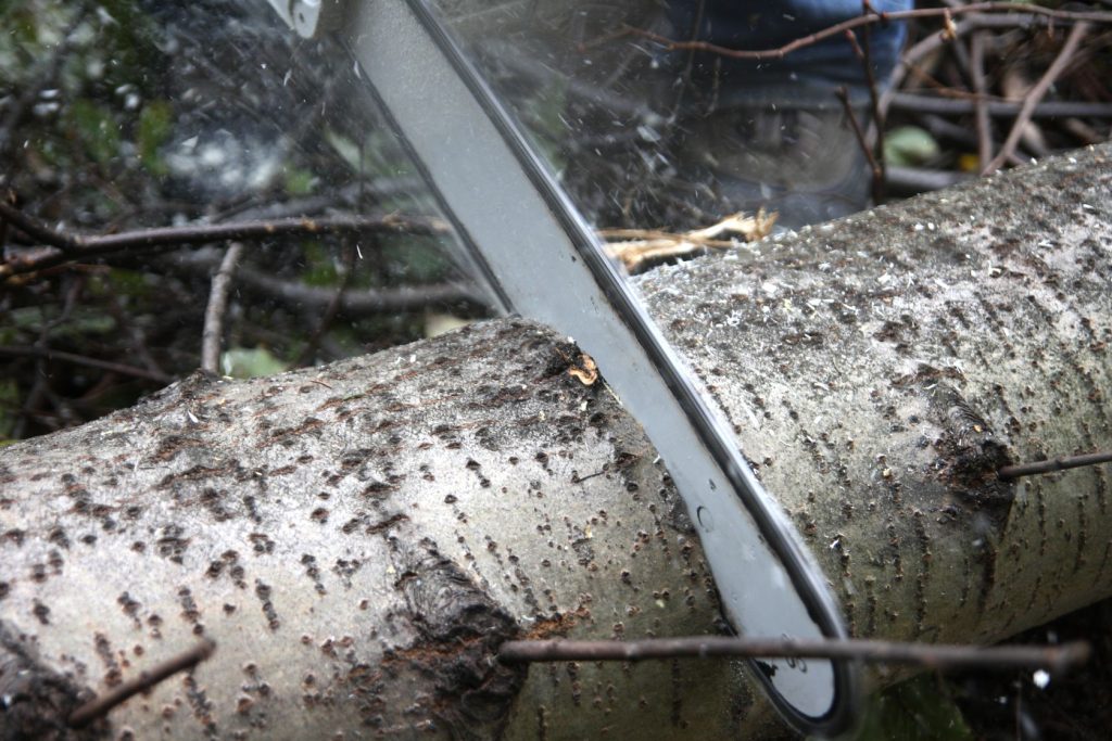 Enhance Your Landscape with Tree Pruning Service in Redding CA