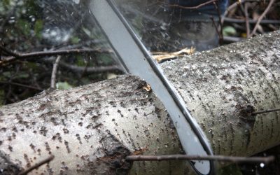 Enhance Your Landscape with Tree Pruning Service in Redding CA