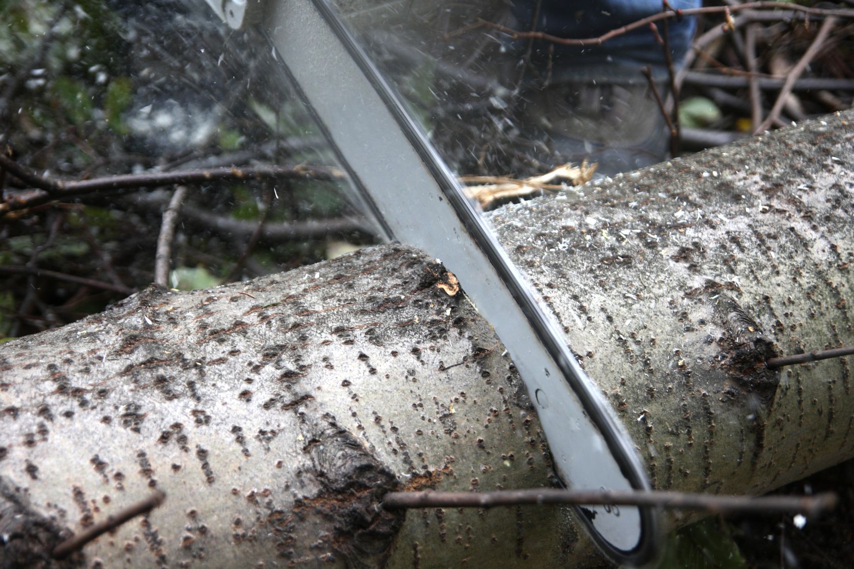 Enhance Your Landscape with Tree Pruning Service in Redding CA