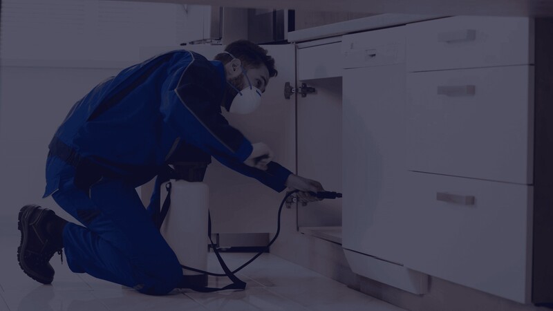 Pest Inspection Newnan, GA: A Thorough Approach That Ensures a Pest-Free Home For Your Family