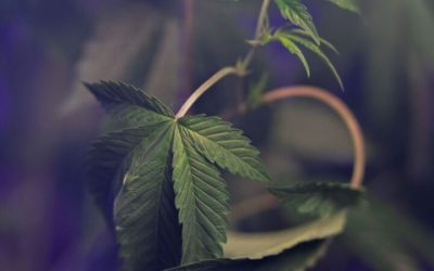 Discover the Best Edibles in Spokane, WA: A Guide to Quality, Variety, and Controlled Experiences