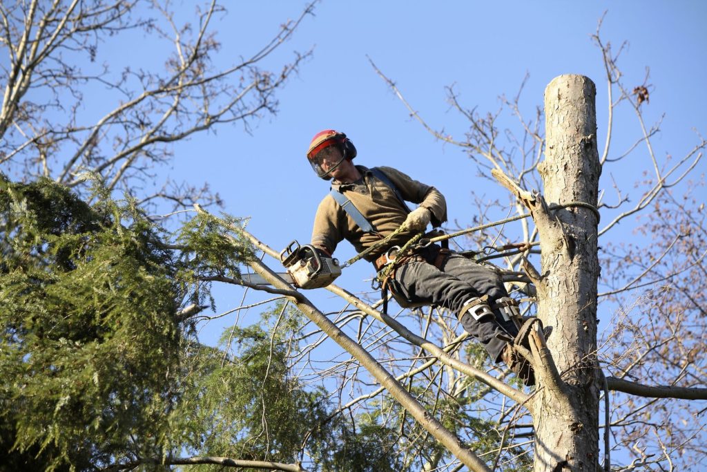 Importance of Professional Tree Removal Services in Sebastian, FL