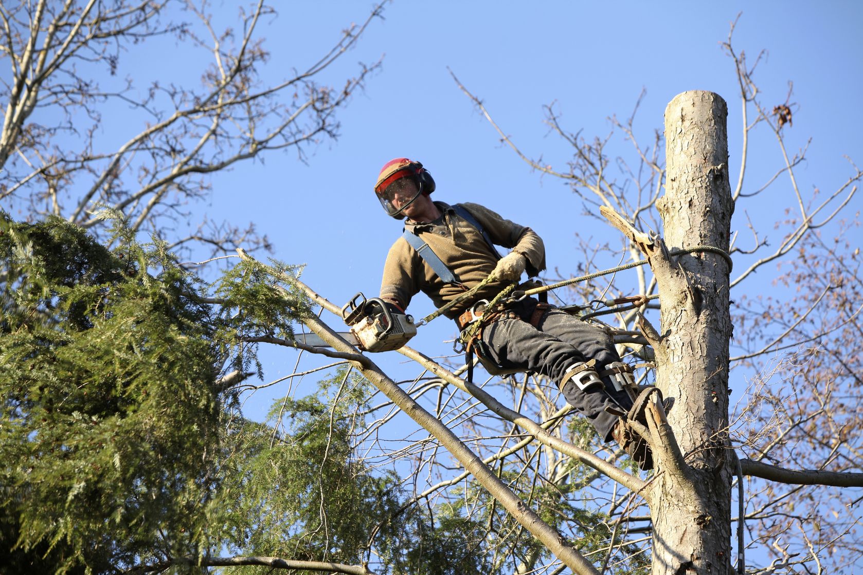 Importance of Professional Tree Removal Services in Sebastian, FL