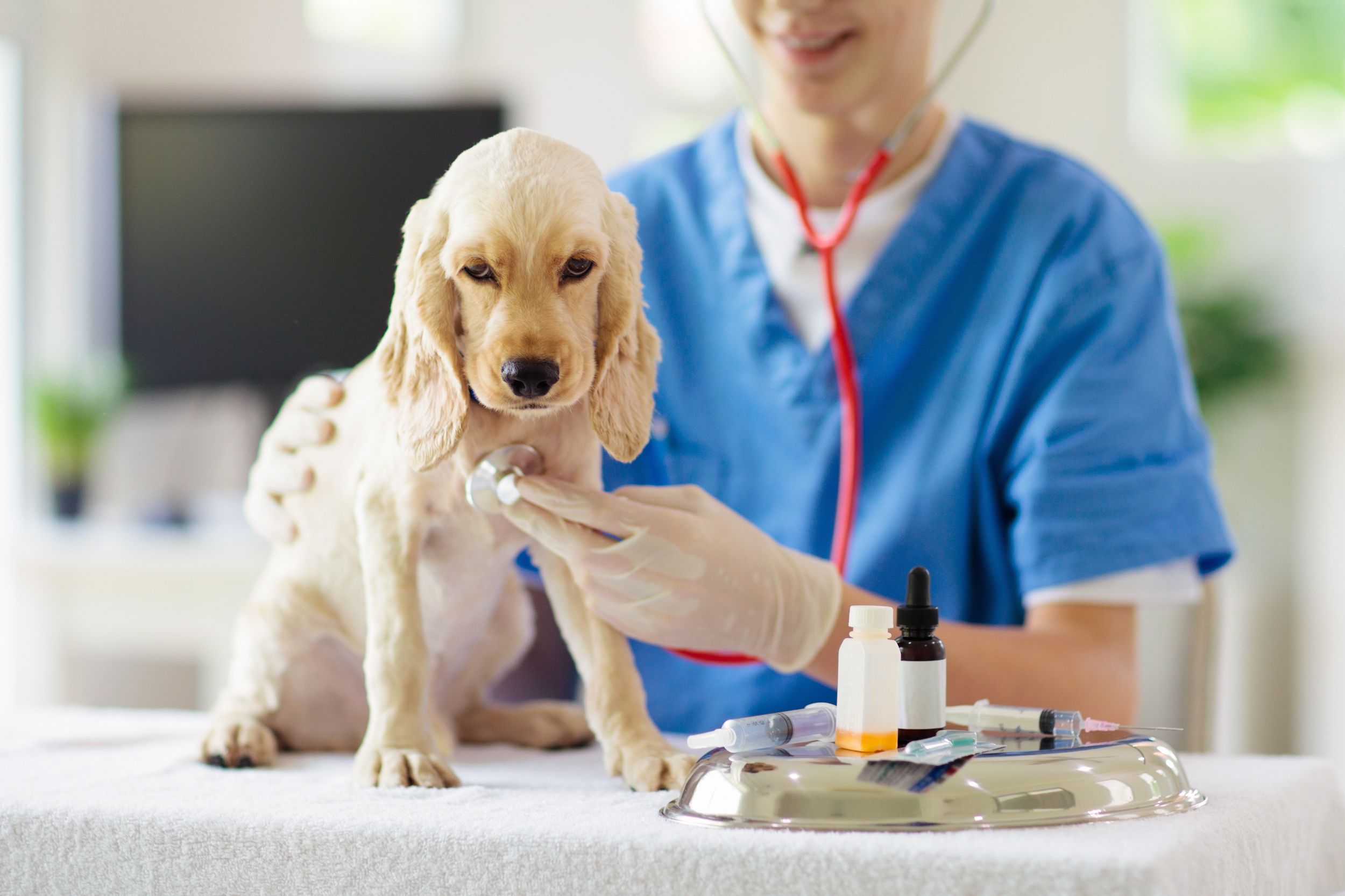 Emergency Veterinarian in Pembroke Pines FL