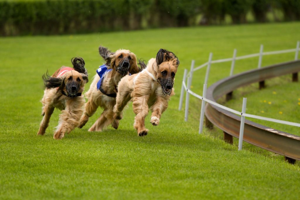Effective Puppy Training in Arlington TX