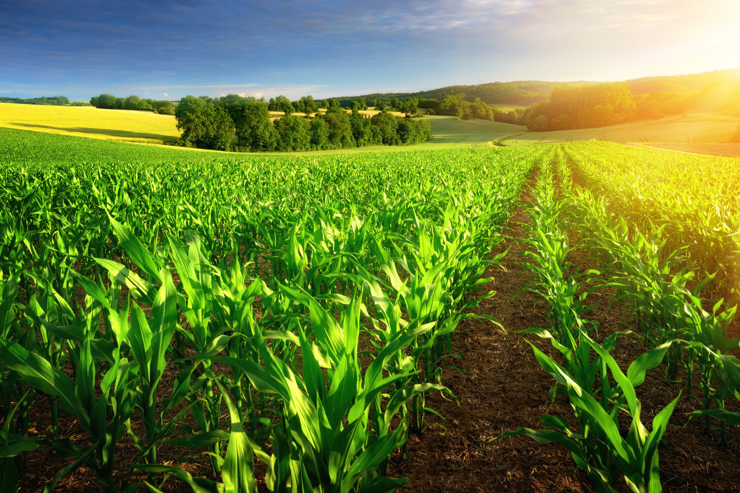 Effective Aquatic Weed Control for Healthy Water Ecosystems