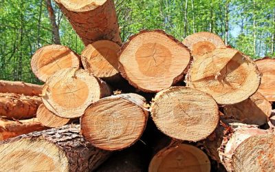 Forestry Mulching Contractor in Athol, ID: Clearing Overgrowth Efficiently for a Cleaner, Healthier Property