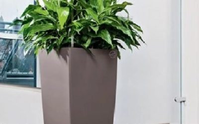 Thrive Indoors: Your Guide to Indoor Plants Miami Style