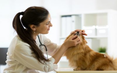 Best Veterinarian Pet Care Columbus, OH: Trusted Services for Your Pet