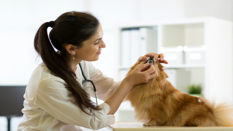 Best Veterinarian Pet Care Columbus, OH: Trusted Services for Your Pet
