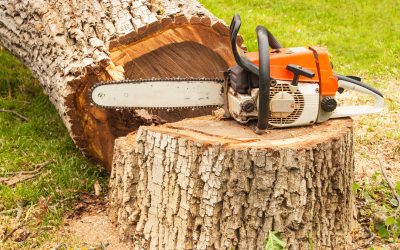 Why Tree Removal Essex County NJ is Essential for Your Property Safety