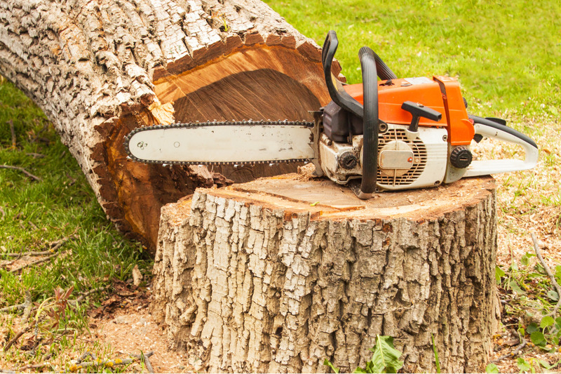 Why Tree Removal Essex County NJ is Essential for Your Property Safety