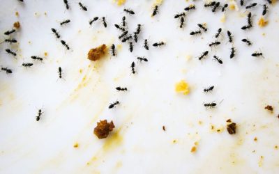 Fast Solutions for Homeowners Facing Ant Pest Control Cedar Grove NJ Challenges Today