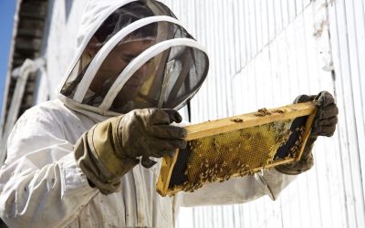 Reasons to Hire a Professional Bee Hive Removal Expert in Temecula, CA