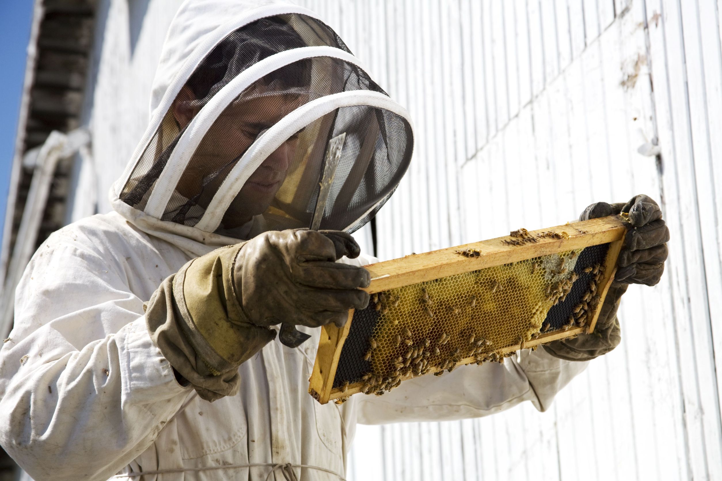 Reasons to Hire a Professional Bee Hive Removal Expert in Temecula, CA