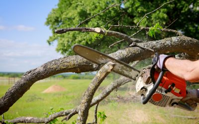 Save Time and Money With Local Stump Removal Services Yakima, WA Professionals