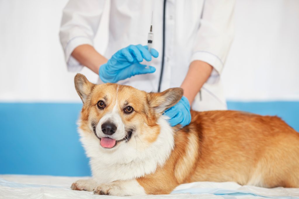 What to Expect from a Pet CT Scan Monmouth County, NJ? Full Guide for Local Pet Owners