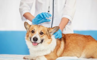 What to Expect from a Pet CT Scan Monmouth County, NJ? Full Guide for Local Pet Owners