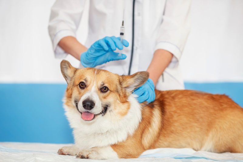 What to Expect from a Pet CT Scan Monmouth County, NJ? Full Guide for Local Pet Owners