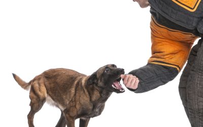 Unlock Obedient Behavior with a Dog Training Service Tucson AZ Pet Owners Trust