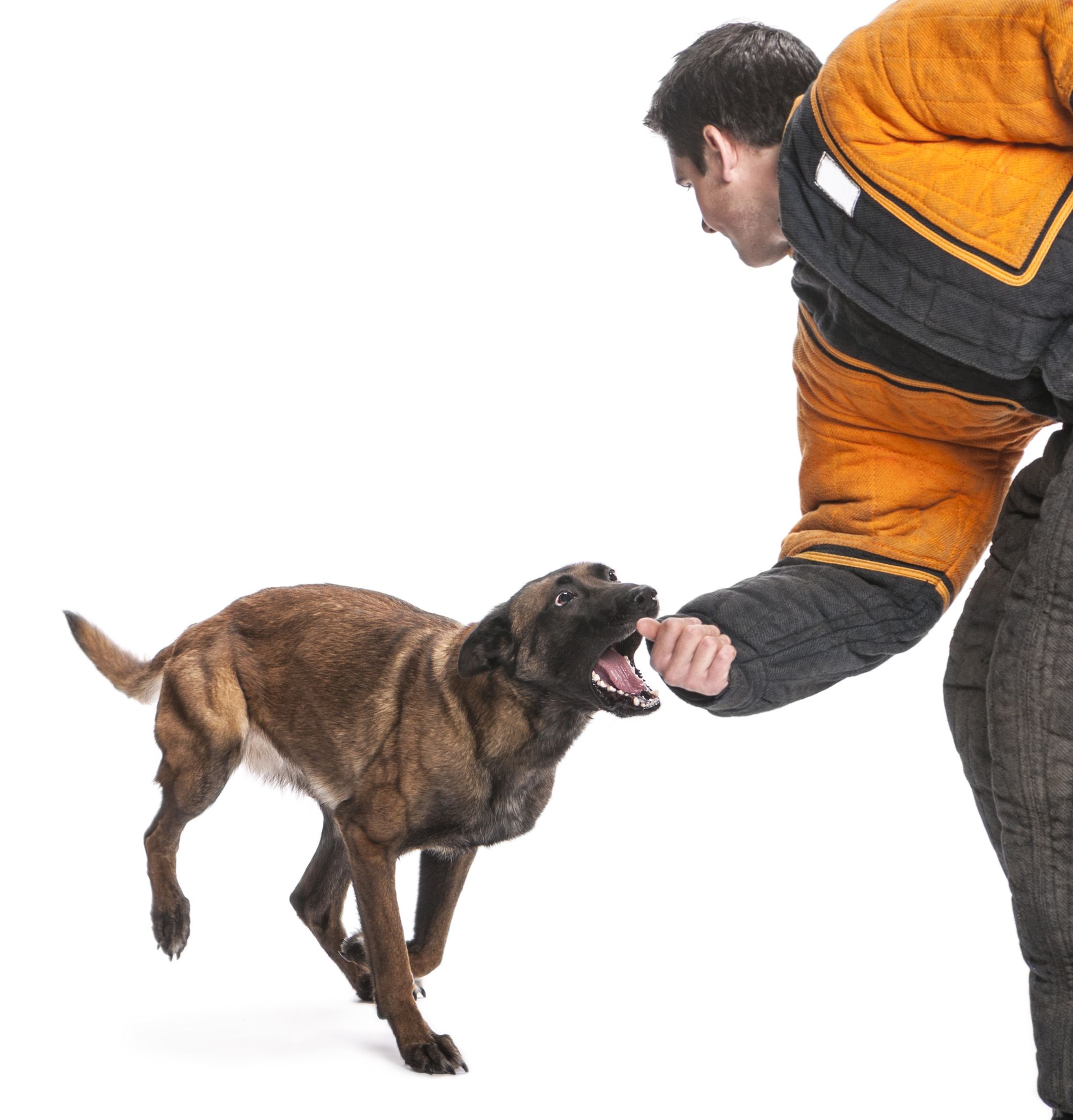 Unlock Obedient Behavior with a Dog Training Service Tucson AZ Pet Owners Trust