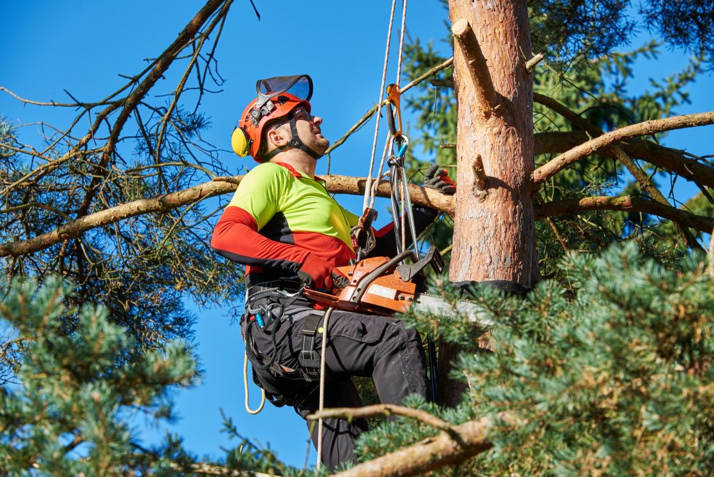 Sustainable Solutions With Tree Care Los Angeles, CA for Vibrant Neighborhoods