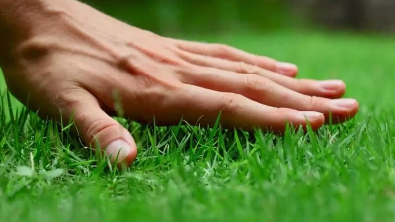 Effective Solutions for Grub Control for Lawn Shelbyville, KY Homeowners Can Trust for Greener Grass