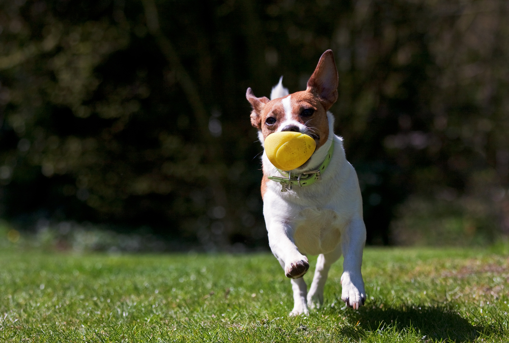 Essential Steps for Raising WellBehaved Dogs with Puppy Training Treasure Coast FL