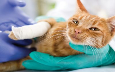 Choosing the Right Veterinarian Lakeland FL for Personalized Pet Care Solutions