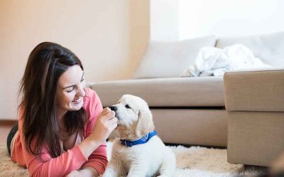 What Sets Veterinary Care St. Johns Apart for Reliable Pet Wellness Solutions