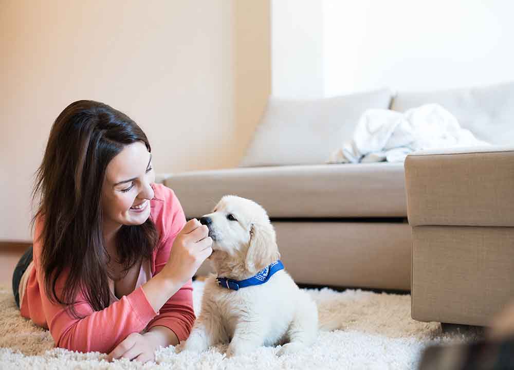 What Sets Veterinary Care St. Johns Apart for Reliable Pet Wellness Solutions