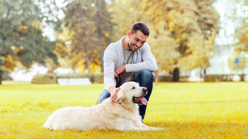 The Impact of Consistent Dog Sessions on Long-Term Behavior Changes in Surprise, AZ