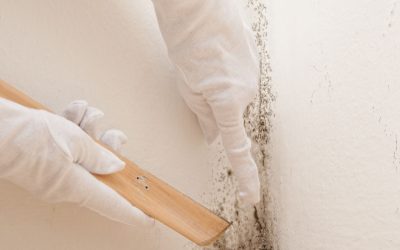 Practical solutions for mold removal in Lincoln, NE, to keep your home safe and healthy