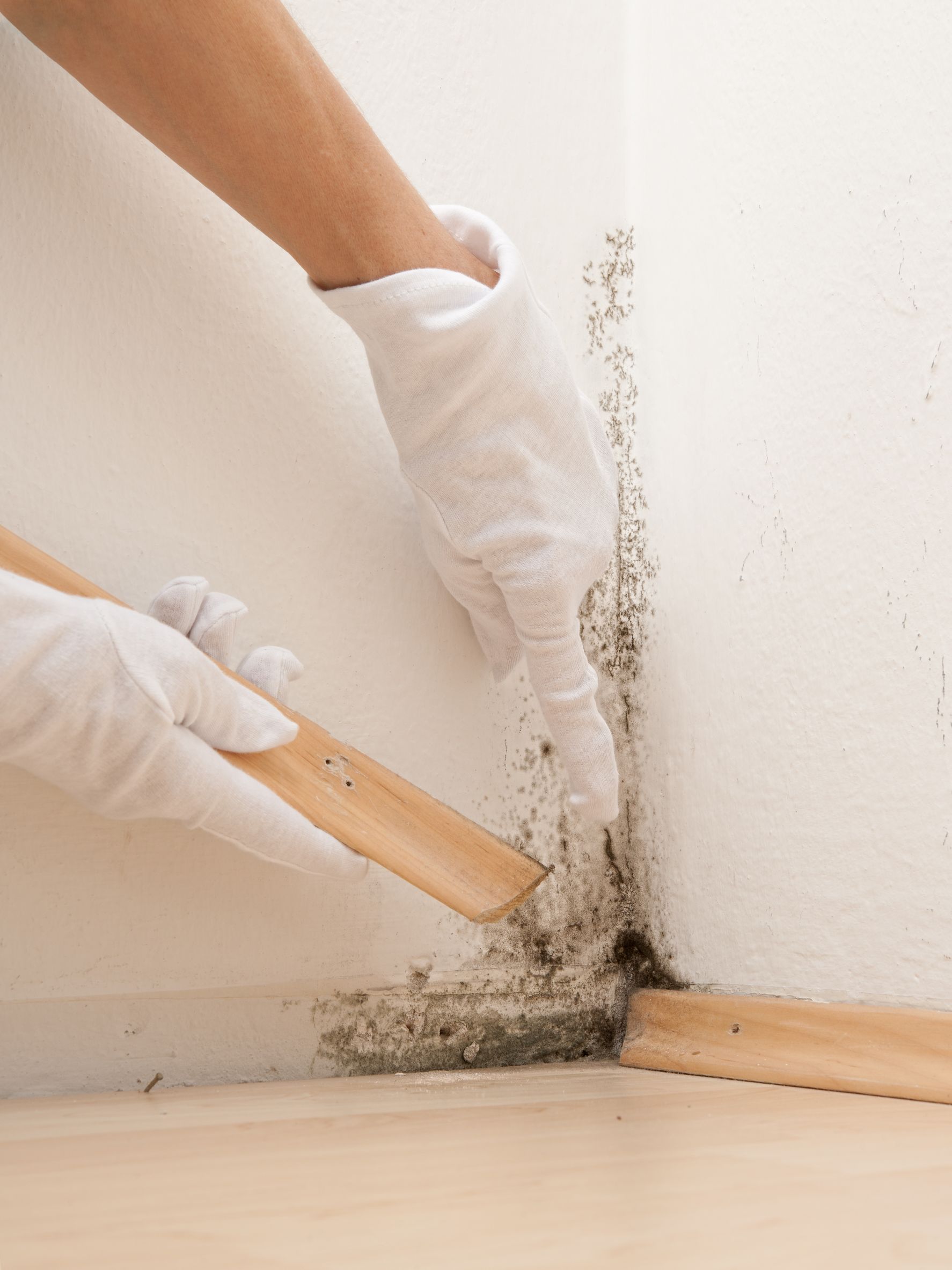 Practical solutions for mold removal in Lincoln, NE, to keep your home safe and healthy