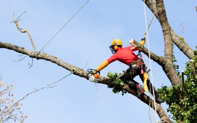 Why Healthy Landscapes Depend on Tree Pruning Services in McDonough, GA for Growth