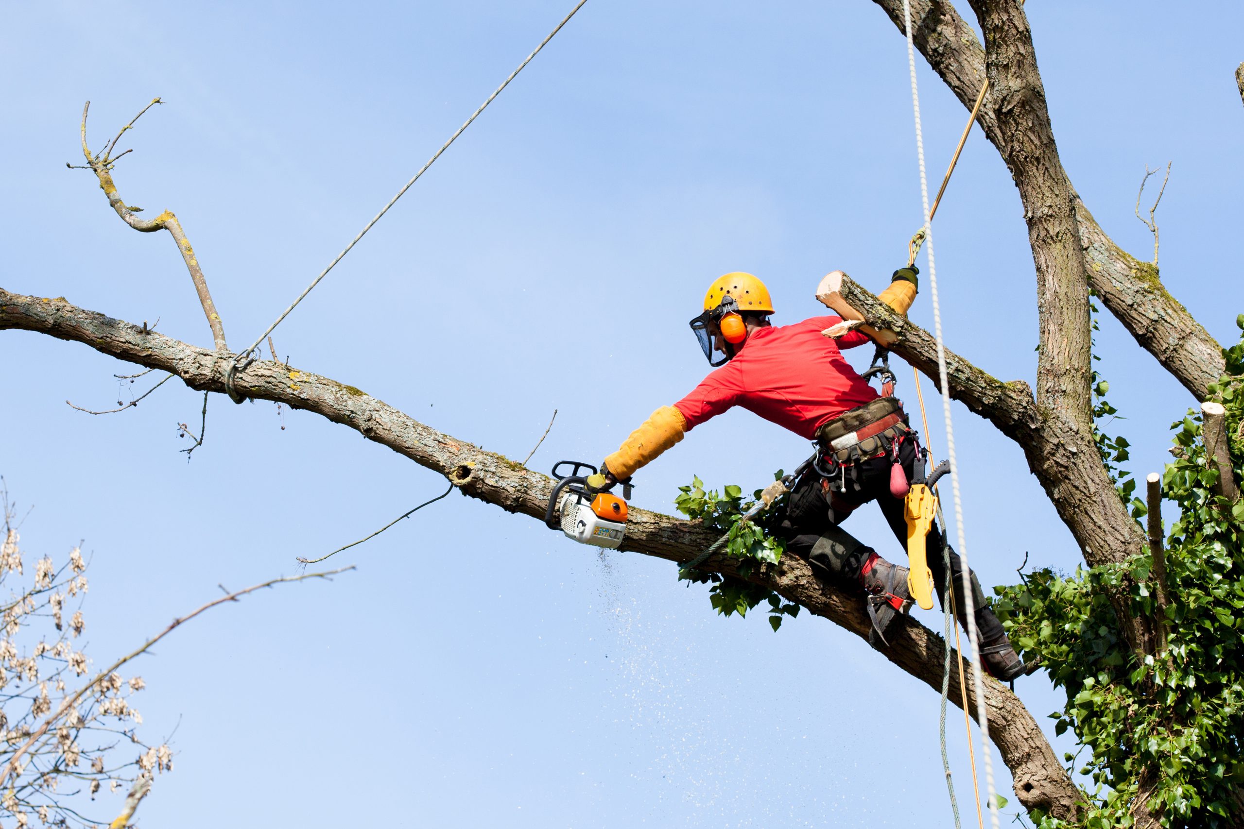 Why Healthy Landscapes Depend on Tree Pruning Services in McDonough, GA for Growth