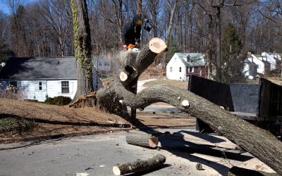 Protect Your Property With Expert Home Tree Removal Norfolk, MA Services Explained