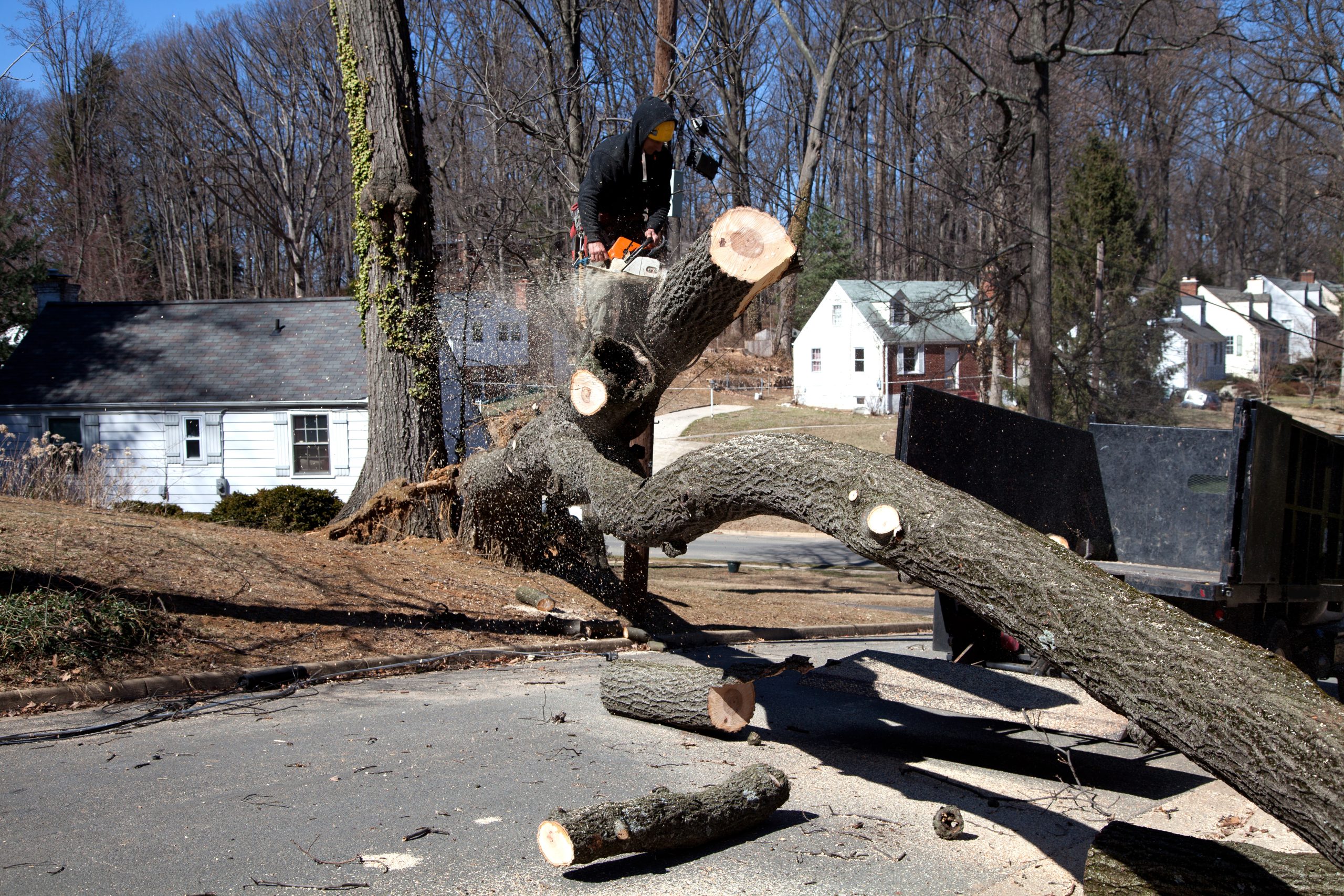 Protect Your Property With Expert Home Tree Removal Norfolk, MA Services Explained