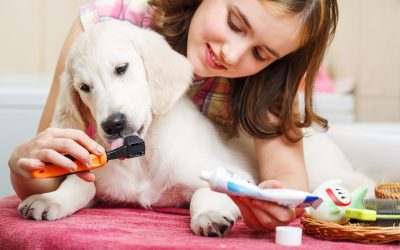 Expert Tips on Choosing the Right Pet Care Services in Guilford, CT, for Your Furry Friend